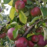 Яблоня Орлик с7, Malus domestica, Яблоня Орлик