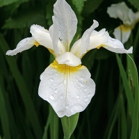 Ирис Snow Queen, Iris sibirica Snow Queen, Ирис сибирский Снежная Королева