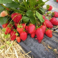 Земляника Diamante, Fragaria, Земляника Диамант