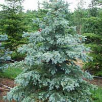 Ель колючая Глаука 250-275 С160 Picea pungens Glauca Ель колючая Глаука 250-275 С160 Picea pungens Glauca, купить ель, заказать ель, ель голубая, ель глаука цена, ель глаука фото, питомник садцентр