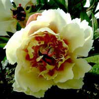 Пион ИТО-гибрид Border Charm, Paeonia Itoh-Hybrids Border Charm, Пион ИТО-гибрид Бордер Чарм