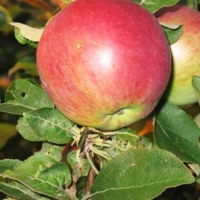 Яблоня Лобо П5, Malus domestica Lobo, Яблоня Лобо