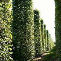 Липа крупнолистная, Tilia platyphyllos, Липа крупнолистная 16/18