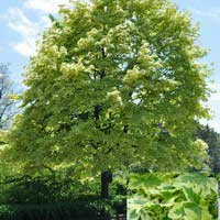 Клен остролистный Drummondii, Acer platanoides Drummondii, Клен остролистный Друммонда