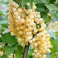 Смородина Witte Hollander, Ribes rubrum Witte Hollander, Смородина красная Витте Холландер