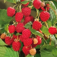 Малина Журавлик, Rubus