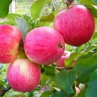 Яблоня Розовый налив п5, Malus, Яблоня Розовый налив