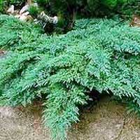 Можжевельник Rocery Gem, Juniperus Rocery Gem,  Можжевельник Рокери Джем