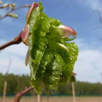 Липа мелколистная, Tilia cordata, Липа мелколистная 16/18