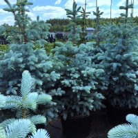 Ель колючая Blue Diamond, Picea Blue Diamond