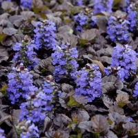 Живучка Black Scallop, Ajuga reptans Black Scallop, Живучка Блэк Скэллоп