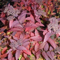 Спирея японская Froebelii, Spiraea japonica Froebelii, Спирея японская Фробелли