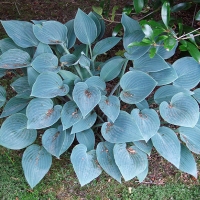 Хоста гибридная Blue Cadet, Hosta Blue Cadet, Хоста Блю Кадет