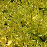 Дерен Aurea, Cornus alba Aurea, Дерен белый Ауреа