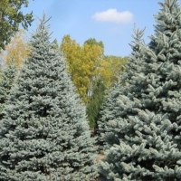 Ель колючая, Picea pungens, Ель колючая купить, купить ель колючую, ель колючая 100/125