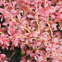 Барбарис Тунберга Orange Dream, Berberis Thunbergii Orange Dream, Барбарис Тунберга Оранж Дрим