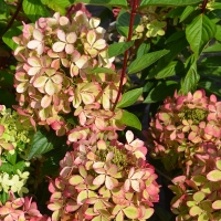 Гортензия Pastelgreen, Hydrangea paniculata Pastelgreen, Гортензия метельчатая Пастель Грин