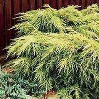 Можжевельник Old Gold, Juniperus Old Gold, Можжевельник Олд Голд