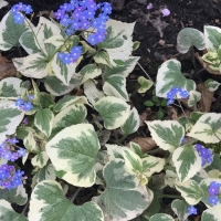Бруннера крупнолистная Variegata, Brunnera macrophylla, Бруннера крупнолистная Вариегата