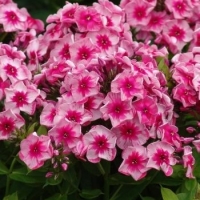Флокс метельчатый Stars and Stripes, Phlox paniculata Stars and Stripes, Флокс метельчатый Старс энд Страйпс