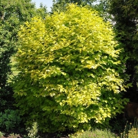 Чубушник Aureus, Philadelphus coronaries Aureus, Чубушник венечный Ауреус