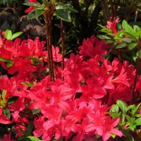 Азалия Kroměříž, Azalea Kroměříž, Азалия Кромериз