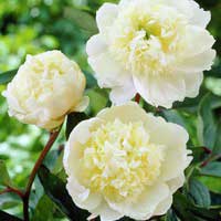Пион молочноцветковый Charles White, Paeonia lactiflora Charles White, Пион молочноцветковый Чарлиз Уайт