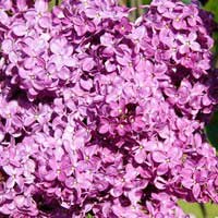 Сирень G.J. Baardse, Syringa vulgaris G.J. Baardse, Сирень обыкновенная Джи Джей Баардс