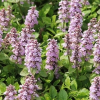 Живучка ползучая Rosea, Живучка ползучая Розеа, Ajuga reptans Rosea