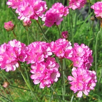 Армерия приморская Splendens Perfecta с5, Armeria Splendens Perfecta, Армерия приморская Спленденс Перфекта