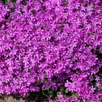 Флокс шиловидный Atropurpurea, Phlox subulata Atropurpurea, Флокс шиловидный Атропурпуреа