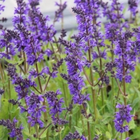 Шалфей дубравный Viola Klose, Salvia nemorosa Viola Klose, Шалфей дубравный Виола Клоуз
