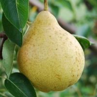 Груша Москвичка c7.5, Pyrus Moskvichka, Груша Москвичка