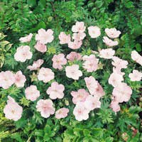 Герань кроваво-красная Vision Pink, Geranium sanquineum Vision Pink, Герань кроваво-красная Vision Pink