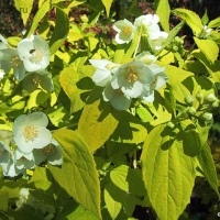 Чубушник Aureus, Philadelphus coronaries Aureus, Чубушник венечный Ауреус