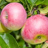 Яблоня Уэлси 5/6 лет, Malus Domestica Wealthy, Яблоня Уэлси