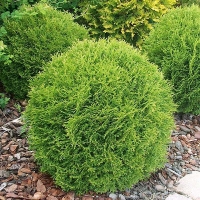 Туя западная Danica С7,5 - Питомник декоративных и садовых растений