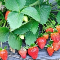 Земляника Syria, Fragaria Syria, Земляника Сирия