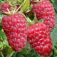 Малина Красная Гвардия, Rubus