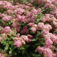 Спирея японская Manon, Spiraea japonica Manon, Спирея японская Манон
