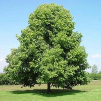 Липа мелколистная, Tilia cordata, Липа мелколистная 18/20