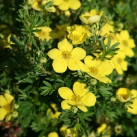 Лапчатка Goldteppich, Potentilla fruticosa Goldteppich, Лапчатка кустарниковая Голдтеппич