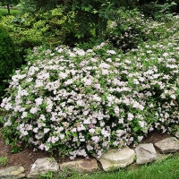 Спирея японская Little Princess, Spiraea japonica Little Princess, Спирея японская Литл Принцесс