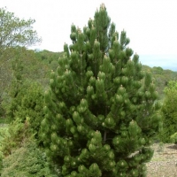 Сосна белокорая 125/150, Pinus albicaulis, Сосна белокорая