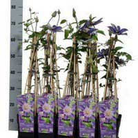 Клематис Multi Blue, Clematis Multi Blue, Клематис Мульти Блю