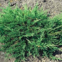 Можжевельник Prince of Wales, Juniperus horizontalis Prince of Wales, Можжевельник Принц оф Уэльс, купить Можжевельник Prince of Wales с12, купить Можжевельник Prince of Wales