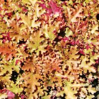 Гейхера гибридная Marmalade, Гейхера гибридная Мармелад, Heuchera hybride Marmalade
