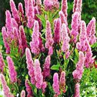 Спирея Billardii, Спирея Билларди, Spiraea Billardii