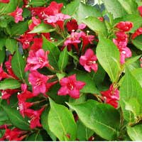Вейгела Bristol Ruby, Weigela Bristol Ruby, Вейгела Бристол Руби