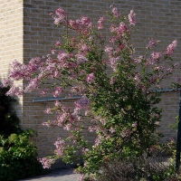 Сирень мелколистная Superba, Syringa microphylla Superba, Сирень мелколистная Суперба